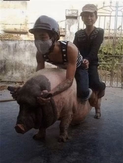 Không có xe, ta cưỡi lợn về quê.