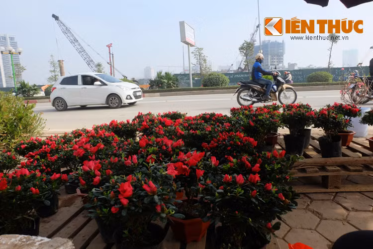 Ven đường, đỗ quyên đỏ rực. Loài hoa này mang ý nghĩa cầu sự sung túc cho gia chủ trong năm mới.