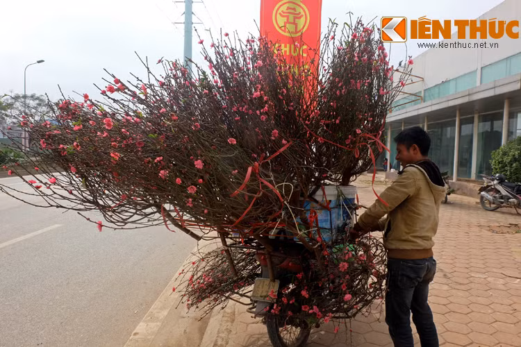 Nụ cười tươi tắn của một người bán đào rong. Theo chia sẻ của anh, những ngày này, anh chỉ mong nhanh bán xong hàng để về quê ăn Tết.