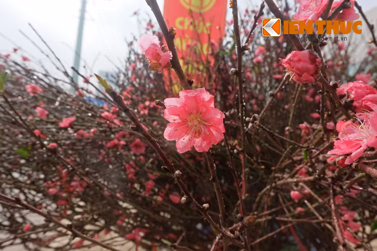 Những cánh hoa còn ướt sương đêm.