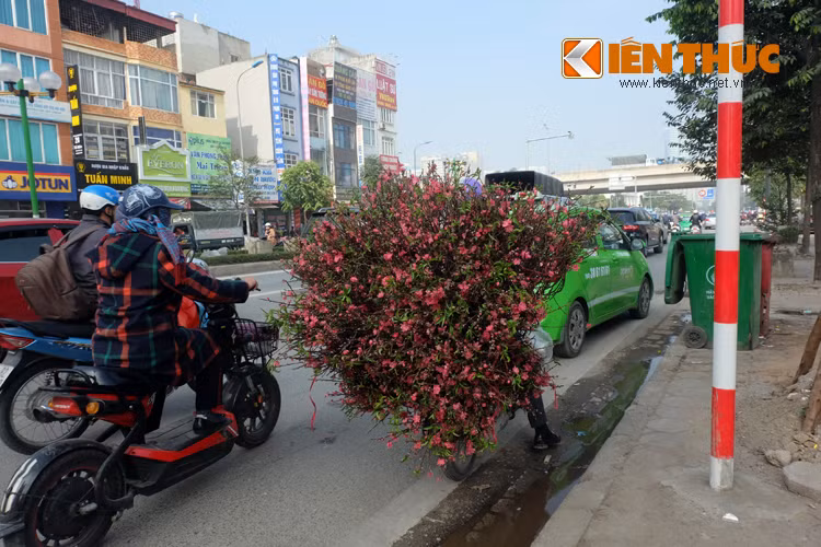 Không cầu kỳ tạo dáng, không đắt đỏ như đào thế, hoa đào theo xe, theo gánh hàng rong xuống phố đều là những cành nhỏ, được người Hà Thành ưa chuộng mua về cắm lọ.