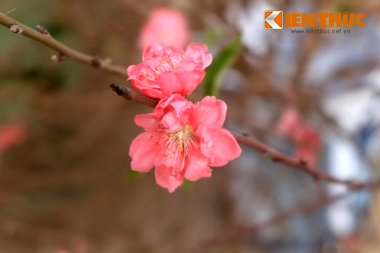 Thú chơi hoa đào ngày Tết đã trở thành một nét đẹp tinh thần đáng quý trong đời sống văn hóa của người dân Việt. Dù ở bất cứ đâu, mỗi khi nhìn thấy loài hoa này đều nhớ về quê nhà, nhớ không khí năm hết Tết đến.