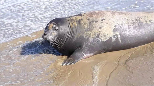 Thông tin con hải cẩu thân thiện thường lên bờ chơi đùa với người dân tại khu vực biển Đồi Dương, thị trấn Phan Rí Cửa, huyện Tuy Phong, Bình Thuận đã chết, nghi do bị đánh khiến nhiều người bức xúc.