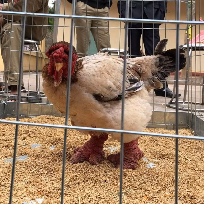 Phần thi đơn mái, giải Nhất thuộc về gà của chị Ngô Thị Thu (xã Đông Tảo, huyện Khoái Châu); gà của anh Đỗ XuânTuấn Đạt (xã Yên Phú, huyện Yên Mỹ) đạt giải Nhì và giải Ba thuộc về gà của anh Giang Lê Chung (xã Đông Tảo). Ảnh gà mái đạt giải Nhất trong cuộc thi là gà của chị Ngô Thị Thu (xã Đông Tảo).