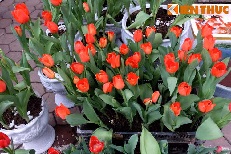 Chút rực rỡ, ấm áp của những bông tuylip như xua đi không khí ảm đạm ngày đông rét, chờ xuân sang.