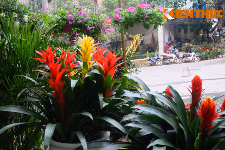 Cây dứa cảnh nến đỏ và dứa cảnh nến vàng với ý nghĩa ý nghĩa mang đến sự may mắn, mang tài lộc cho gia chủ.