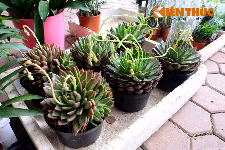 Sen đá khổng lồ - loại cây có hình dáng đẹp, sức sống mạnh mẽ, cách chăm sóc đơn giản, là biểu trưng cho tình yêu, tình bạn son sắt, bền vững cũng xuất hiện trên phố hoa Hoàng Hoa Thám.