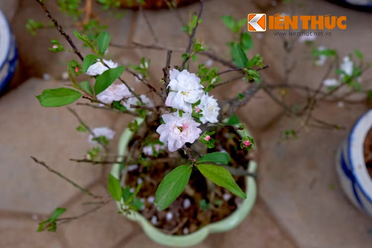 Cây nhất chi mai - một loài hoa được coi trọng vì vẻ ngoài thanh tao, tinh khôi.