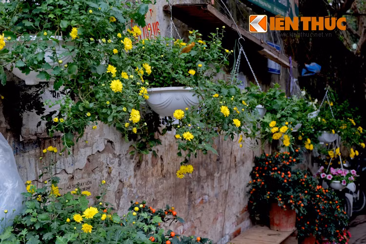 Như một thói quen, năm nào cụ Bích (70 tuổi, phố Vĩnh Phúc, Hà Nội) cũng tản bộ ra phố Hoàng Hoa Thám để ngắm các loài hoa đẹp ở đây. Hà Nội là thế, mỗi một con phố là một điều bất ngờ và thú vị với những người đến đây.