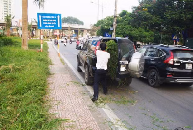 Xế sang chở cỏ.