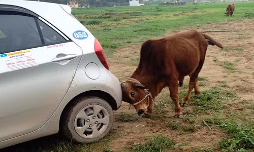 Cuoi tet ga voi loat anh hai “to lai” o Viet Nam