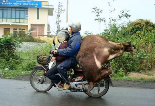 Em một bên và trâu một bên.