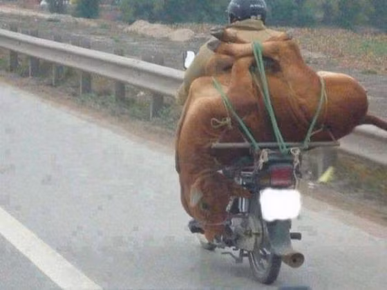 Buộc bò không lối thoát.