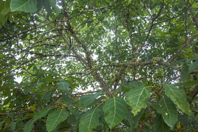 Quả sung mọc trùm ra các cành, các nhánh