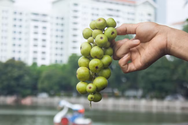Những trái sung tươi ngon rất hợp để chế biến thành các món sung muối, sung om lươn, sung kho cá… Ngoài ra, sung còn được biết đến như một vị thuốc với nhiều công dụng.