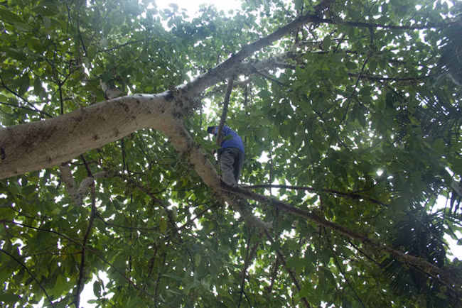 Trời vừa tạnh mưa, anh Thành làm việc gần đó liền đến bứt sung.