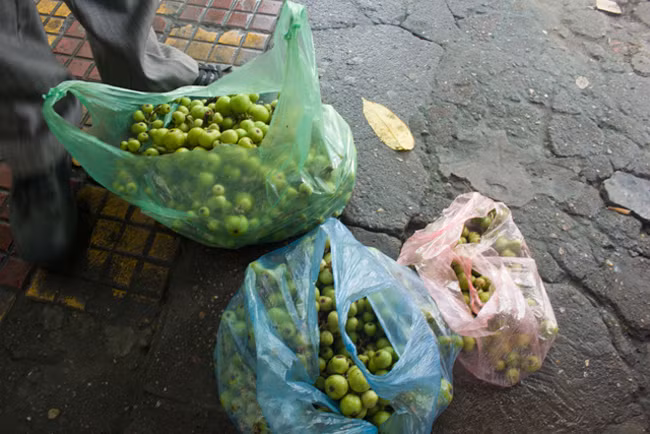 Chỉ khoảng mươi phút, anh Thành đã bứt được khoảng 5kg sung - nếu đem ra chợ bán cũng dắt túi được khoảng 80.000 đồng.