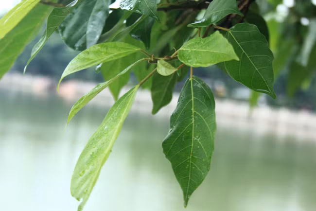 Chùm lá non đang đâm chồi, nảy lộc