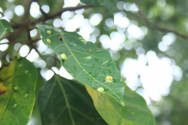 Những nốt sần thường thấy trên lá sung, do ấu trùng một loài bướm gây ra.