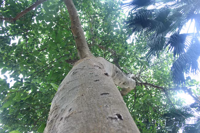 Thân cây thẳng, trơn nên rất khó trèo. Phải hai người ôm mới hết thân cây.