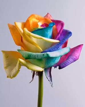 Khách hàng ở Anh có thể đặt mua hoa hồng bảy sắc trên mạng Internet. Tuy nhiên, giá của chúng thì không hề “mềm” chút nào. Mỗi bông có giá 35 USD và một bó 12 bông giá 94 USD, đắt gấp đôi một bó hoa bình thường. Ảnh: Internet.