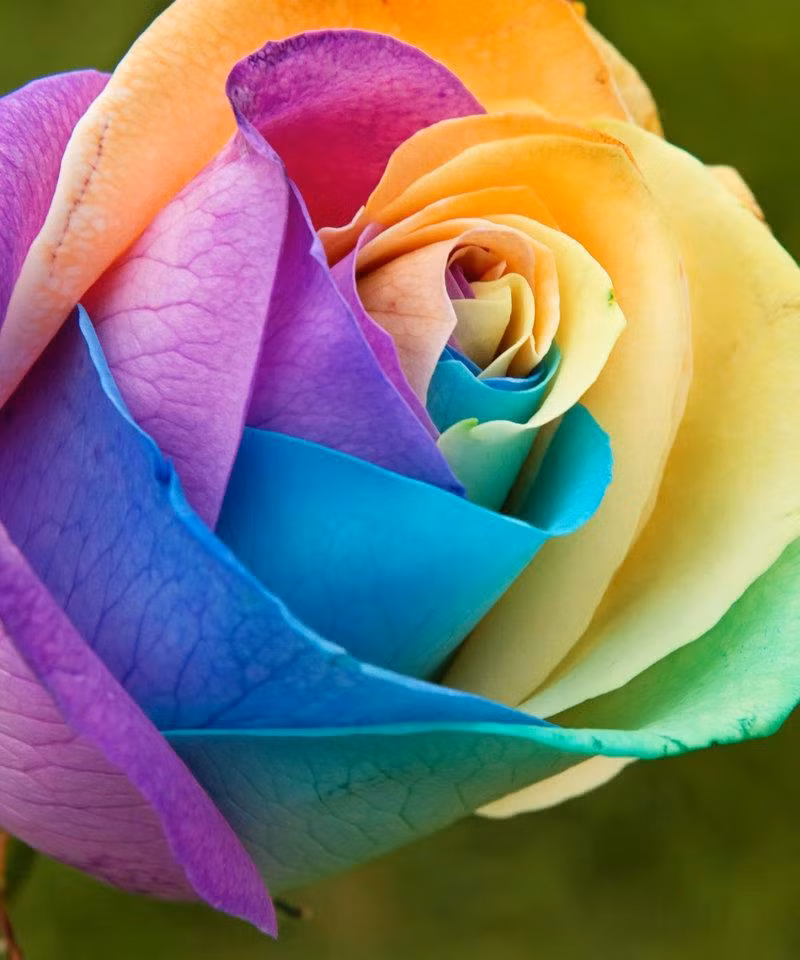 Sau 2-3 ngày, dựa vào đặc điểm trao đổi chất của bông hoa, những phẩm màu này được hấp thụ vào cánh và tạo ra những vân màu sắc khác nhau trên cánh hoa trắng ban đầu. Tuy nhiên, khả năng tạo ra được một bông hoa 7 màu sắc nét theo cách làm này là rất thấp, và màu sắc thường lộn xộn, không đẹp mắt. Ảnh: Internet.