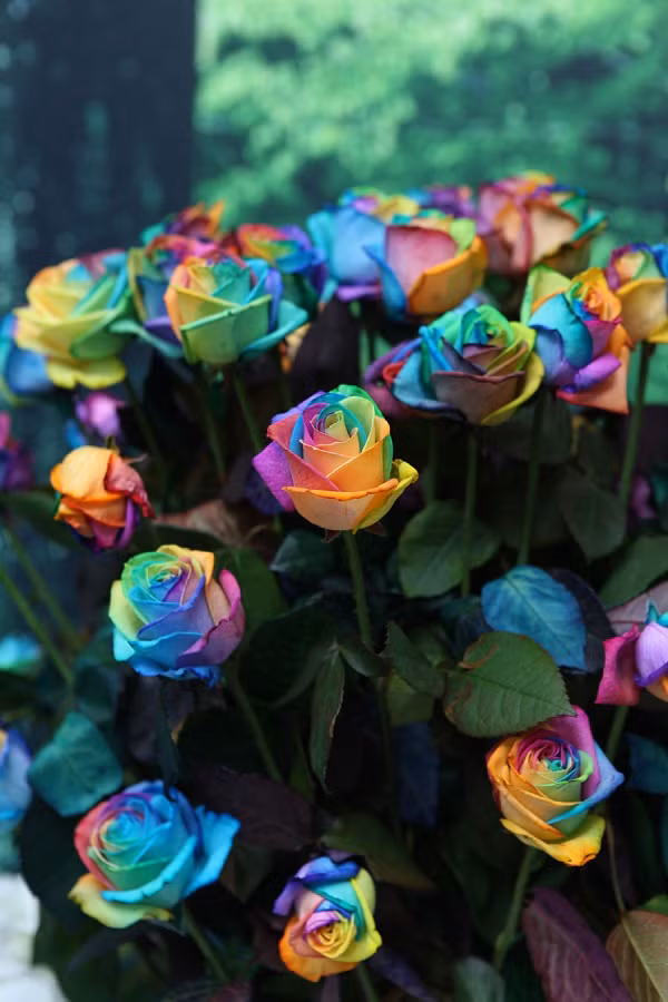 Hoa hồng bảy sắc cầu vồng đã được bán rộng rãi trên khắp thế giới. Loài hoa này cũng có mùi thơm ngọt dịu và giữ được lâu giống các loài hoa hồng thông thường nhưng lá có thể nhanh héo hơn. Ảnh: Internet.