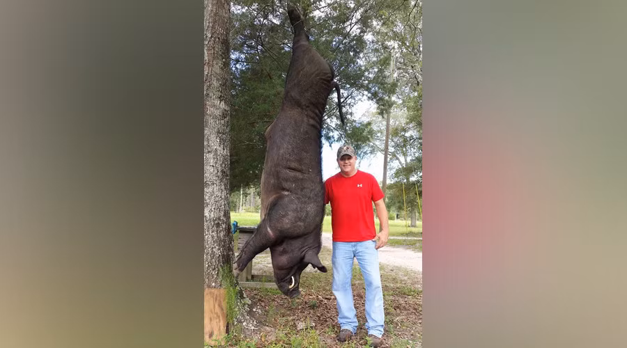 Ban guc lon loi khong lo gan 4 ta trong vuon nha-Hinh-2