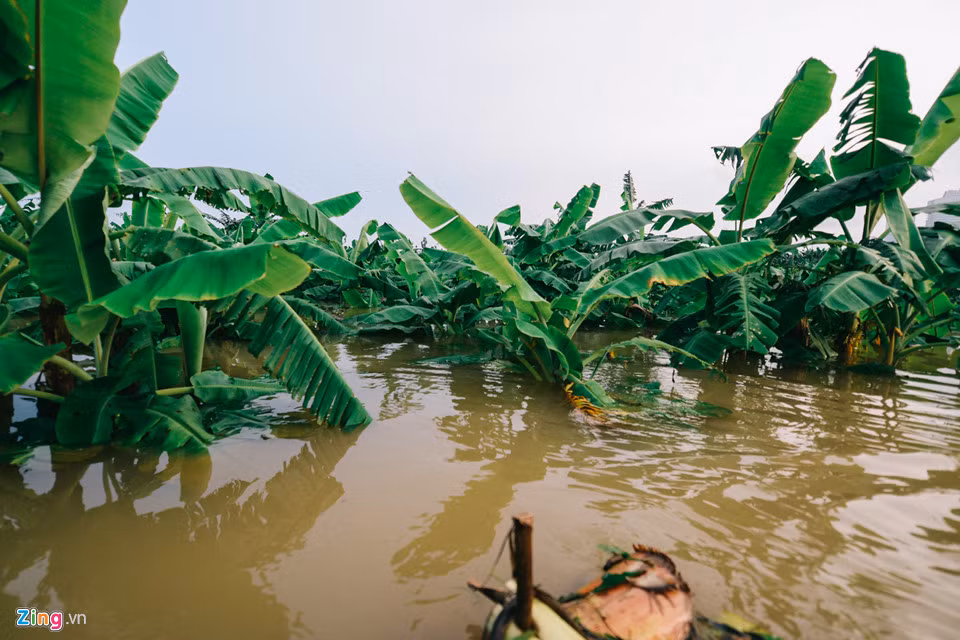 Chum anh: Cuoc song o oc dao Ha Noi nhung ngay nuoc len