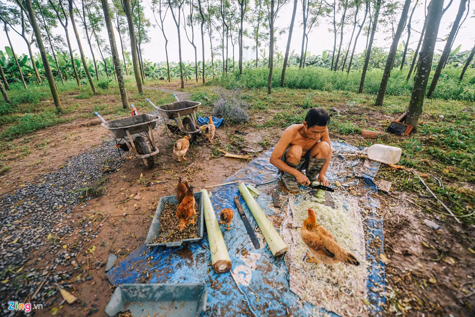 Thân chuối được tận dụng để làm thức ăn cho gà vịt. Nước cao trong khi cám, gạo cũng khó vận chuyển vào đây nên gà vịt có gì thì ăn nấy.