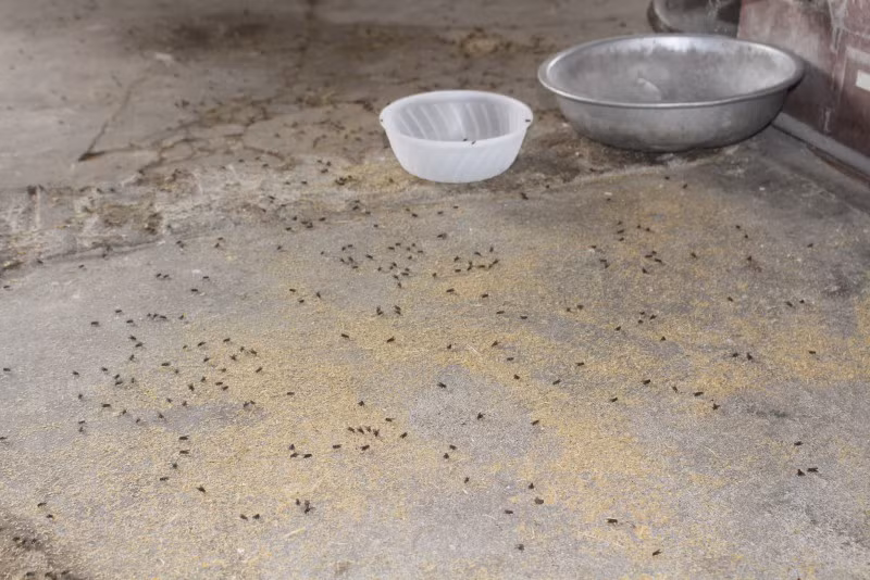 Người dân cho biết, họ sống ở đây mấy chục năm nhưng chưa khi nào thấy ruồi muỗi lại bay về nhiều đến vậy. Cứ vài phút lại phải thay vỉ dính vì ruồi bẫy kín không còn chỗ nào trống dính. Họ cũng đã dùng đủ mọi cách xử lý ruồi nhưng không ăn thua. Sợ nhất là lũ trẻ cả ngày nhìn thấy ruồi say thuốc vương vãi đen kịt cả nền nhà nhỡ chúng cho vào mồm thì khổ. Ruồi ám ảnh đến mức tối về ngủ toàn giật mình, lo sợ”.