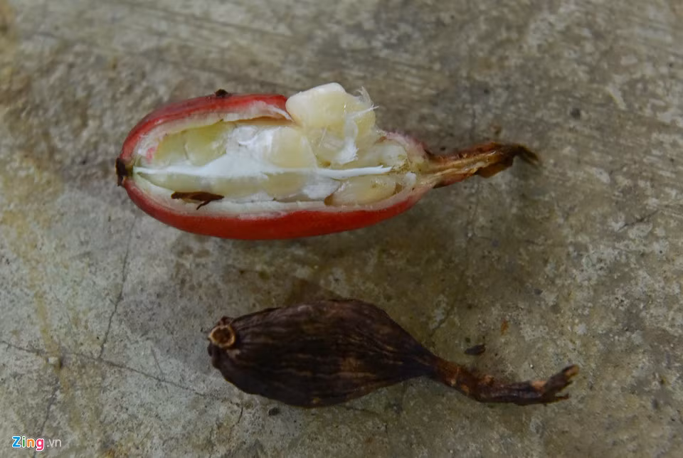 Thảo quả non có hạt chưa cứng. Quả chủ yếu là nước nên dễ bị teo tóp khi sấy liên tục ở nhiệt độ cao.