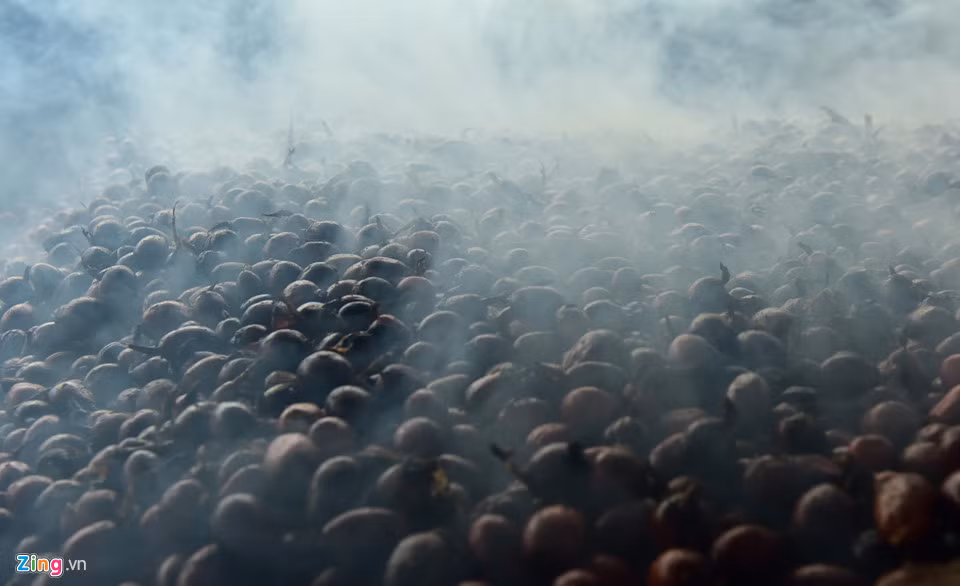 Anh Nguyễn Ngọc Chiển, chủ lò sấy thảo quả ở xã Chế Cu Nha cho biết 10 kg thảo quả già có thể sấy được 1,8 kg thảo quả khô. Nhưng nếu là thảo quả non thì 10 kg khi sấy xong chỉ còn một mà chất lượng cũng không đảm bảo.