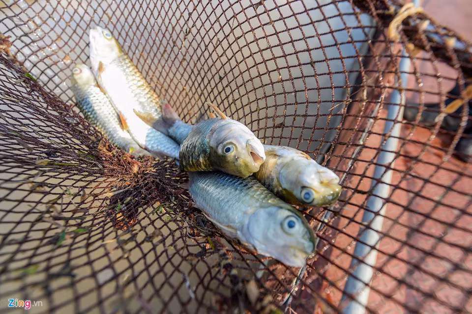 Những con cá thần mới nuôi được mấy lạng cũng chết hết. Nếu cá trưởng thành sẽ bán với giá cả triệu đồng/kg.