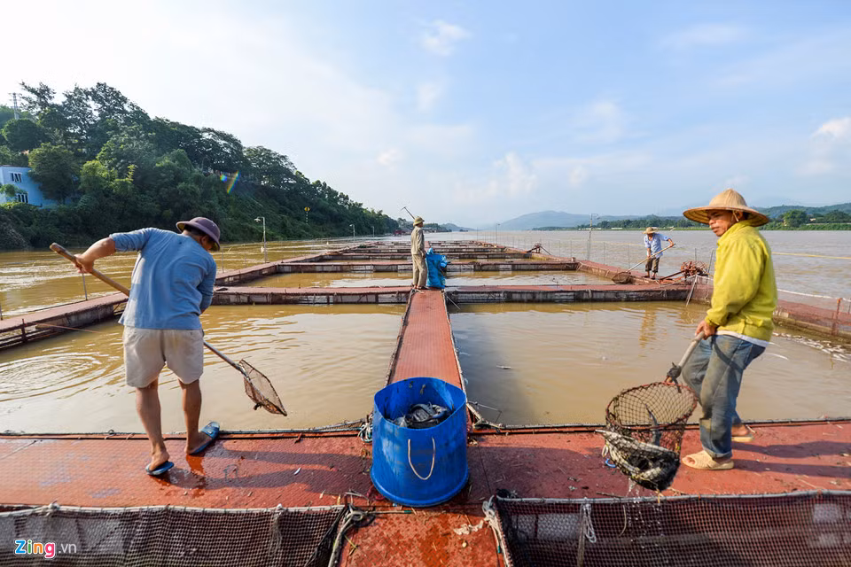 Ông Nhuận phải huy động 5 nhân công cùng 2 thuyền lớn và một ôtô, làm việc từ 6h đến 18h để vớt cá.