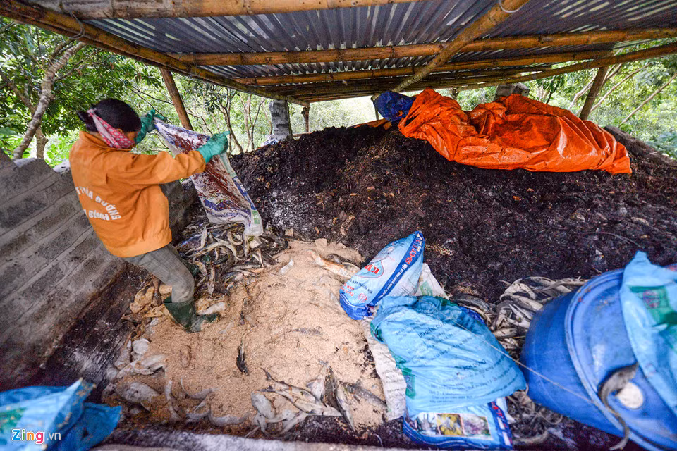 Hố chôn lấp cá sâu khoảng 6 m, sau 3 ngày đã đầy miệng hố.