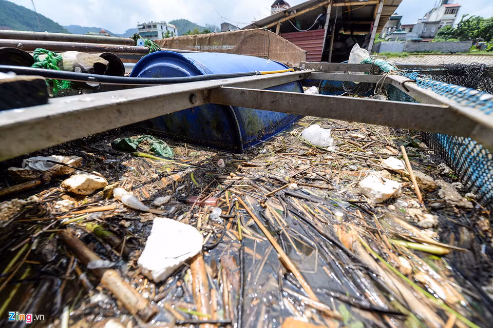 Nguyên nhân ban đầu được xác định là nhà máy thủy điện Hòa Bình mở cửa xả đáy khiến lượng bùn tăng lên, cá bị ngạt khí. Bên cạnh đó, rác thải dồn về, tích tụ ở các lồng cá khiến ô nhiễm nguồn nước càng thêm nặng nề.