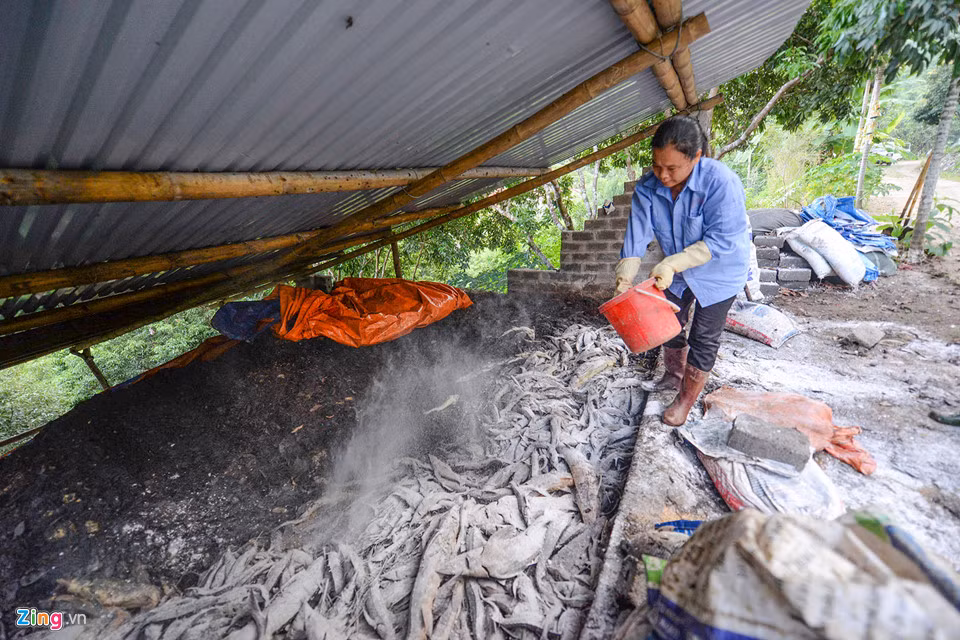 Cá được ủ bằng vôi, men vi sinh, mày ngô và bã dược liệu, sau 1 tháng có thể sử dụng được.