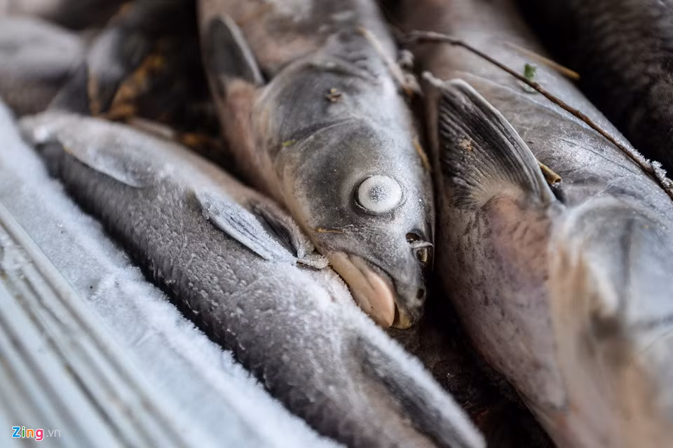 Ngoài việc đem bán, anh cũng ướp cá trong tủ lạnh để gia đình ăn dần.