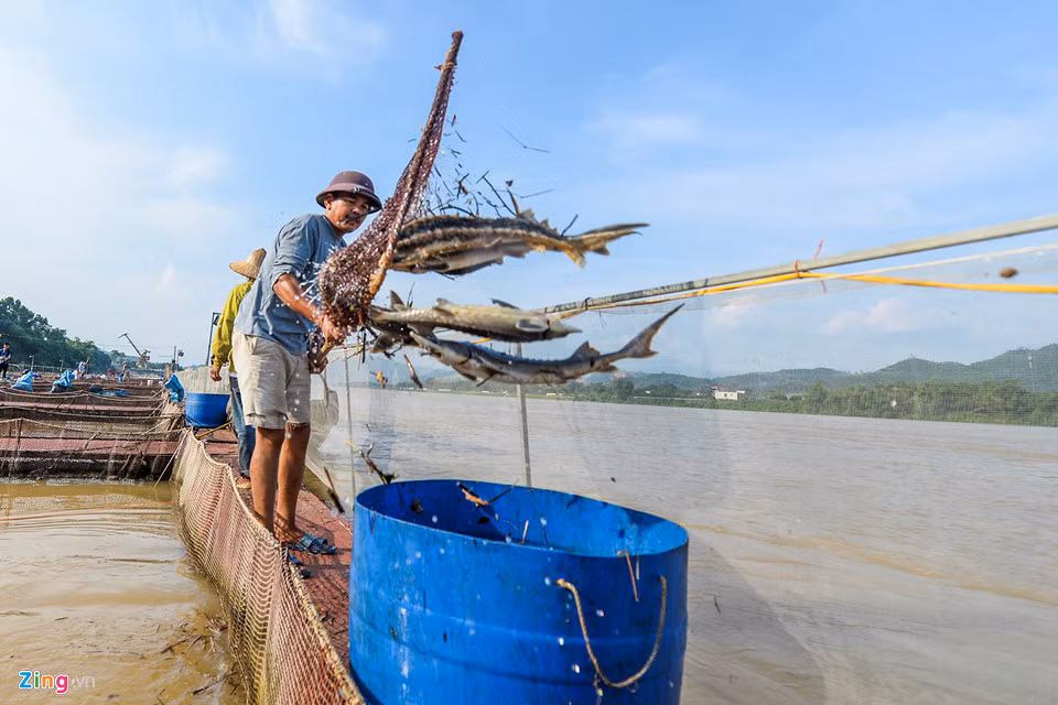 “Cá đang cho thu hoạch một nửa, bán với giá 240.000 đồng/kg, còn một nửa nữa khoảng 40 tấn thì cũng vớt lên vứt đi 12 tấn rồi”.