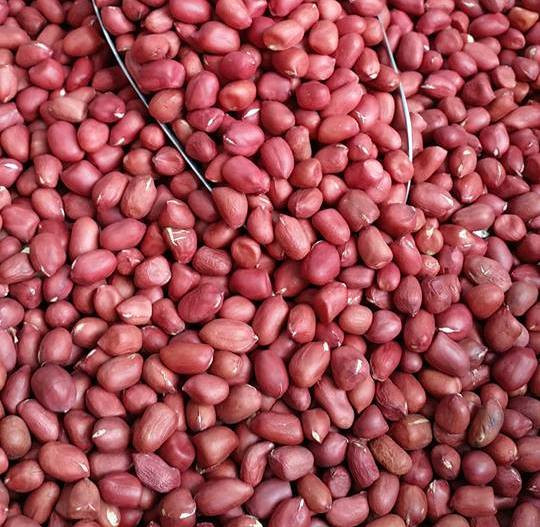 Để làm sữa đậu phộng, bạn cần chuẩn bị những nguyên liệu như sau: 250 lạc tươi hoặc khô; 1,5 lít nước lọc, 100g đường và một nắm lá nếp. Ảnh: webbnc.