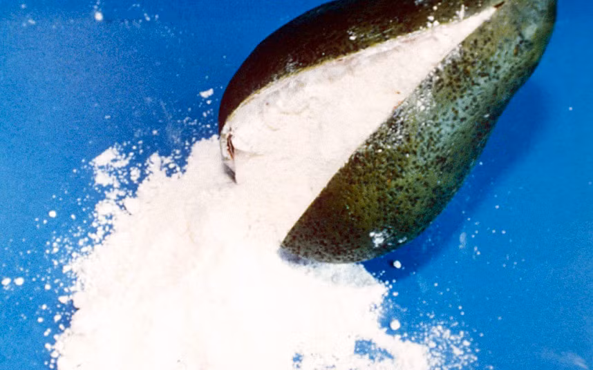 Quả bơ chứa đầy cocaine.