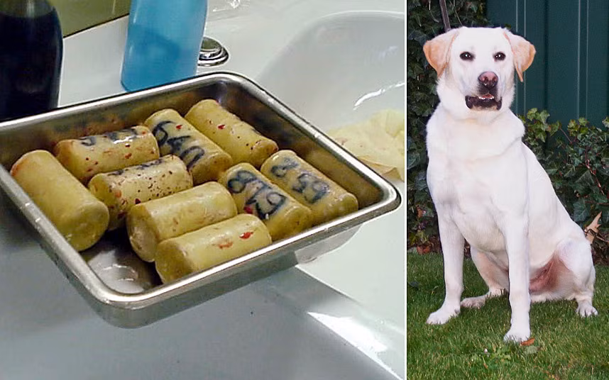 Năm 2004, Gregory Graham và Kaye Michele Chapman đã bị kết tội khi buôn lậu từ cocaine từ Colombia vào Anh qua sân bay Stansted bằng cách "cấy" cocaine vào hai chú chó.