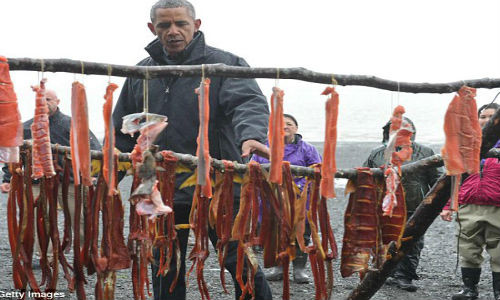 Tổng thống Obama nhìn những chú cá hồi được phơi khô trên bờ biển Kanakanak, Dillingham ngày 2/9.
