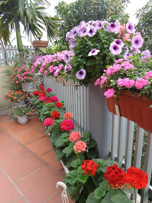 Trong nhà của chị Thanh có 10 giỏ dạ yến thảo đơn và 2 giỏ dạ yến thảo kép, trong đó mỗi giỏ gồm có ba gốc cây nhỏ. Ảnh: Eva.