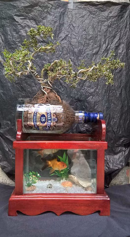 Chiếc bể cá mini kết hợp với cây bonsai siêu độc lạ bên trên này do được làm cầu kỳ hơn nên có giá đắt hơn là 1.900.000 đồng.