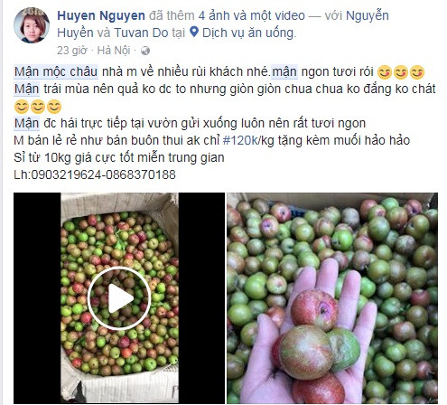 Mận Mộc Châu được rao bán từ 120.000 đồng/kg