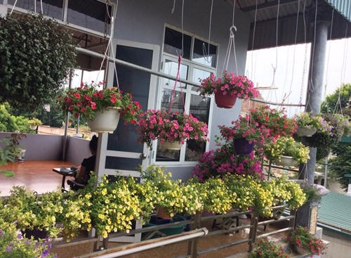 Ngôi biệt thự của chị Phạm Huế (30 tuổi) xứ Phú Yên (Sơn La) cũng rực sắc dạ yến thảo. Ảnh: Dân Việt.