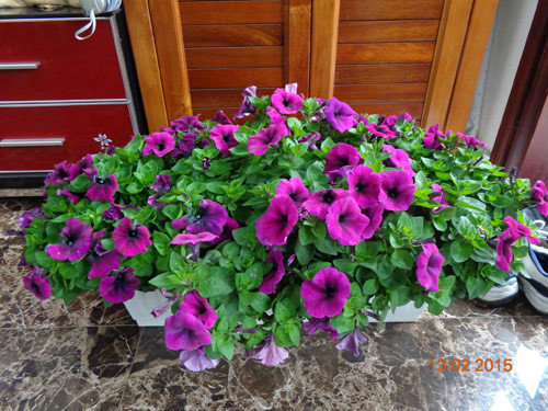 Dạ yến thảo tím dẹp nhức nhối. Ảnh: Eva.