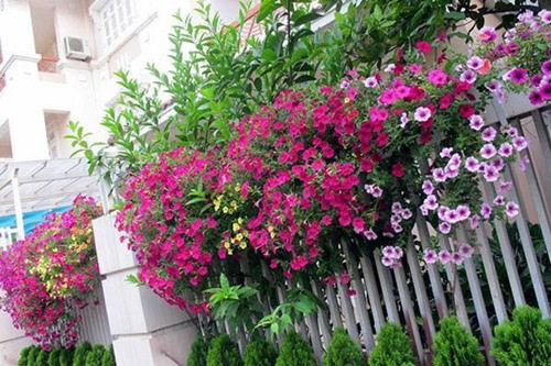 ...hay để trang trí hàng rào của ngôi nhà. Ảnh: Dân Việt.